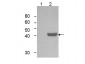 Anti-IDO1 (MOUSE) Monoclonal Antibody